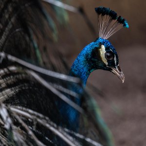 Pfau